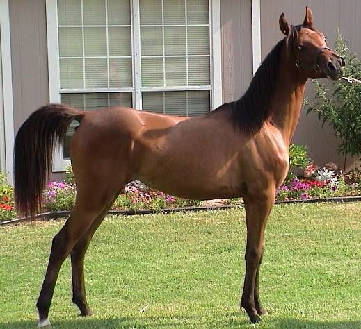 File:Kate (Major AA x Bey Sharose).jpg