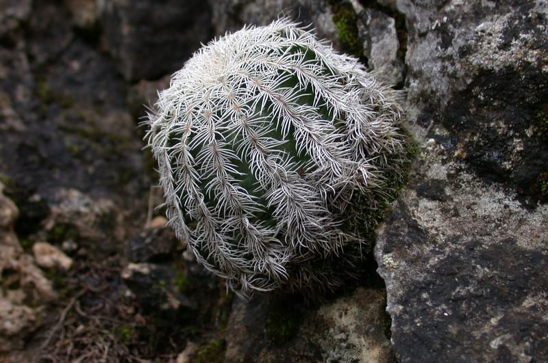 File:Lace Cactus (Echinocereus reichenbachii) 3.jpg