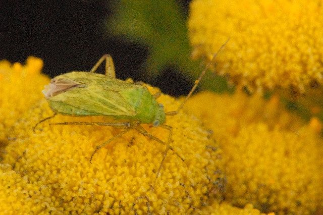 File:Megalocoleus.tanaceti.jpg