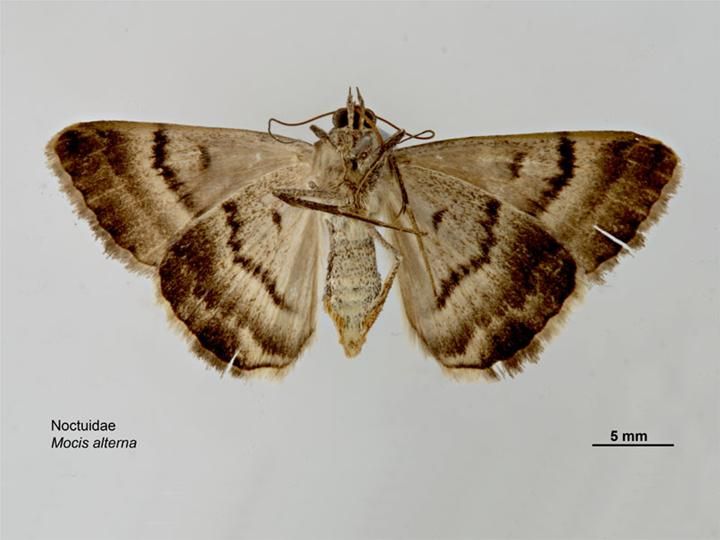 File:Mocis alterna ventral.jpg