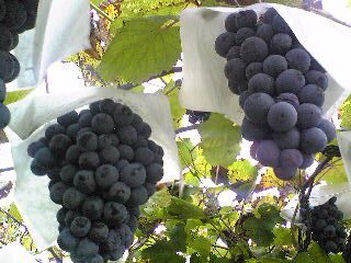 File:Muscat grapes.jpg