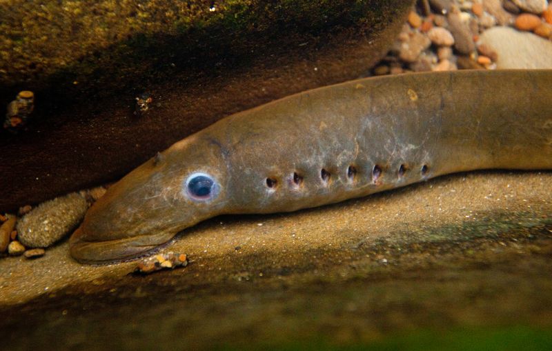 File:Pacific Lamprey.jpg