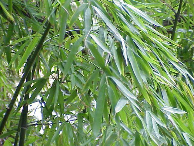 File:Phyllostachys aurea0.jpg