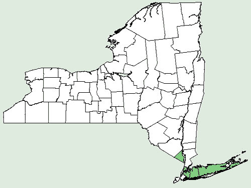 File:Pluchea odorata var succulenta NY-dist-map.png