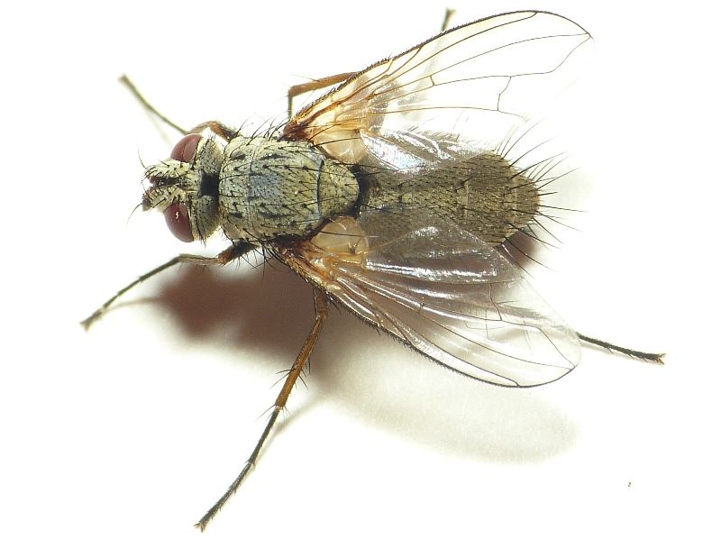 File:Solieria pacifica1.jpg