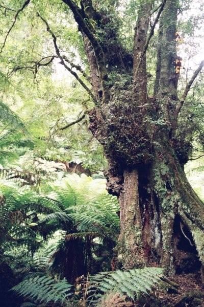 File:Tarra Bulga NP600x800.jpg