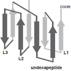 File:Undecapeptide.JPG