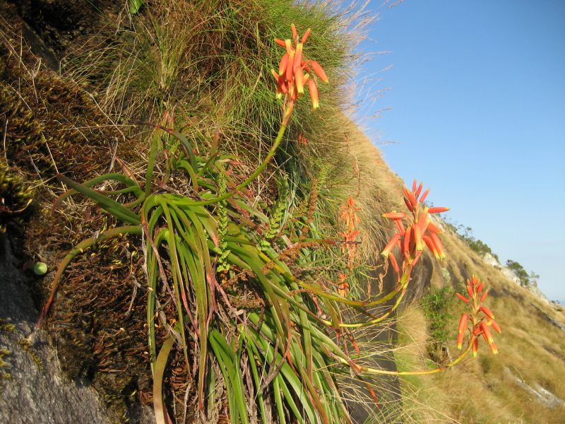 File:Aloe inyangensis (1).jpg