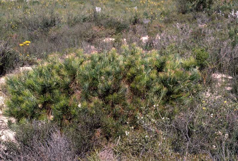 File:Banksia lanata habit.jpg