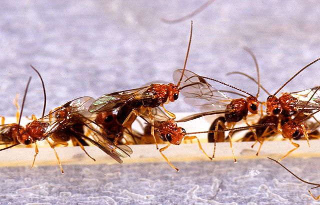 File:Biosteres arisanus wasps.jpg