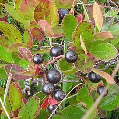 File:Bog huckleberry.jpg