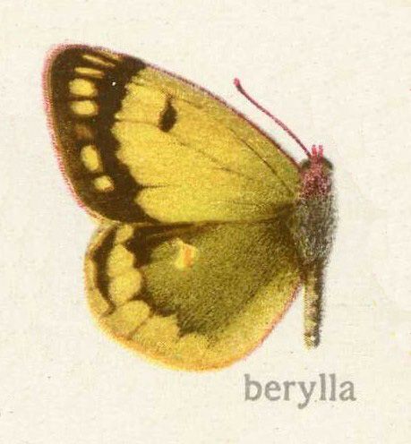 File:Bryla82.jpg