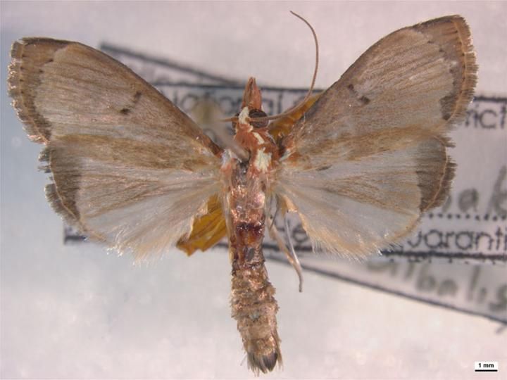 File:Deanolis sublimbalis.jpg