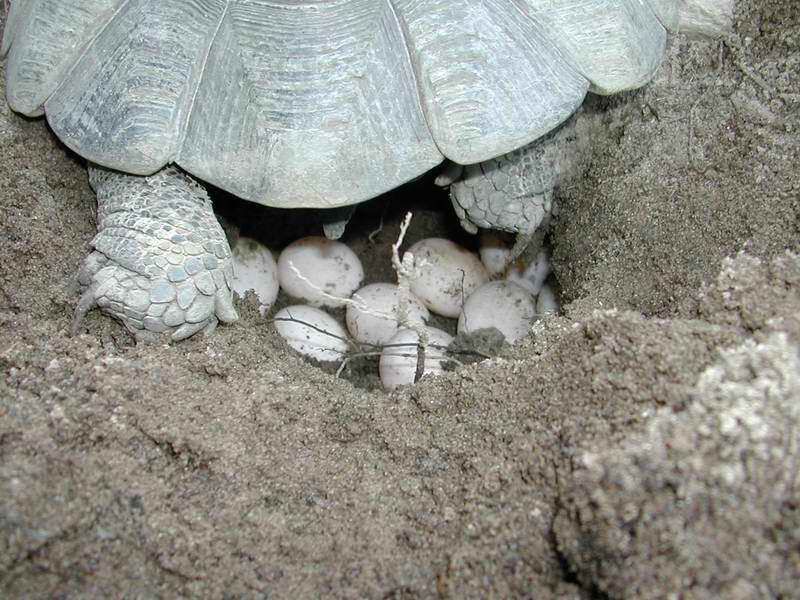 File:Deposition eggs Testudo marginata sarda.jpg