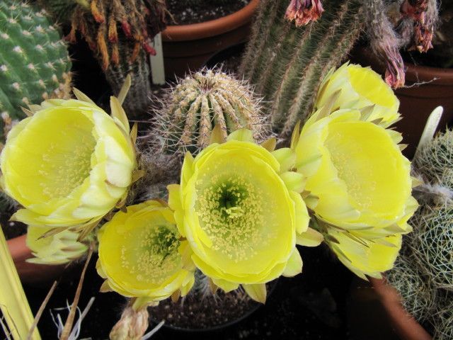 File:Echinopsis haematantha (1).jpg