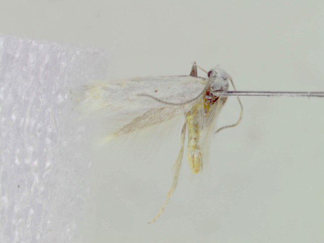 File:Elachista nevadensis2.jpg