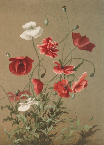 File:Ellen Thayer Fisher 1885 Poppies.jpg