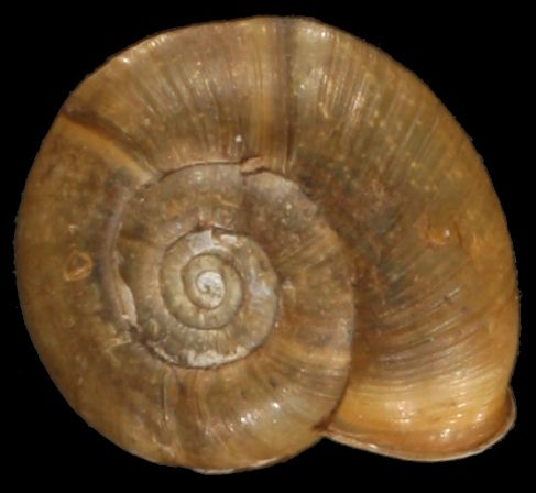 File:Elona quimperiana shell.jpg