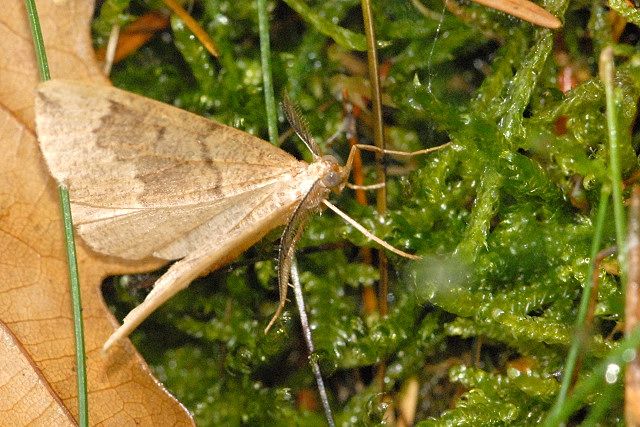 File:Eulithis.testata.-.lindsey.jpg