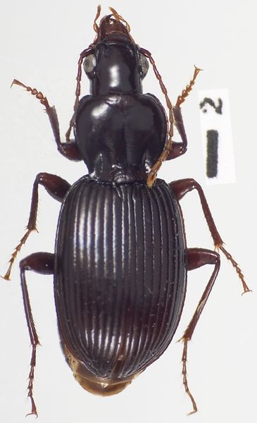 File:Gastrellarius honestus.jpg