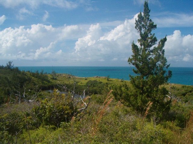 File:Juvenile Bermuda Cedar at Ferry Reach.jpg