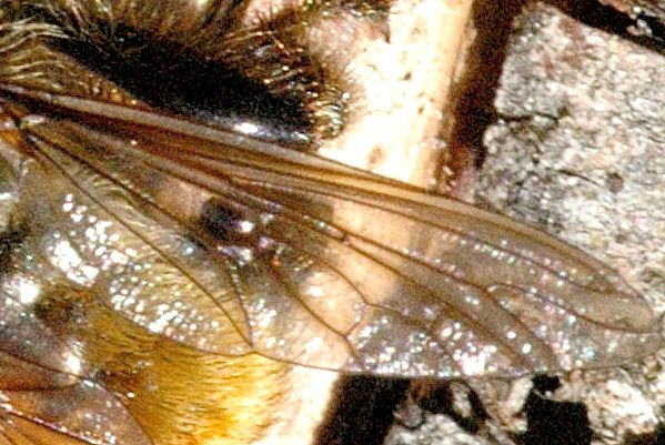 File:Laphria.flava.wing.detail.jpg