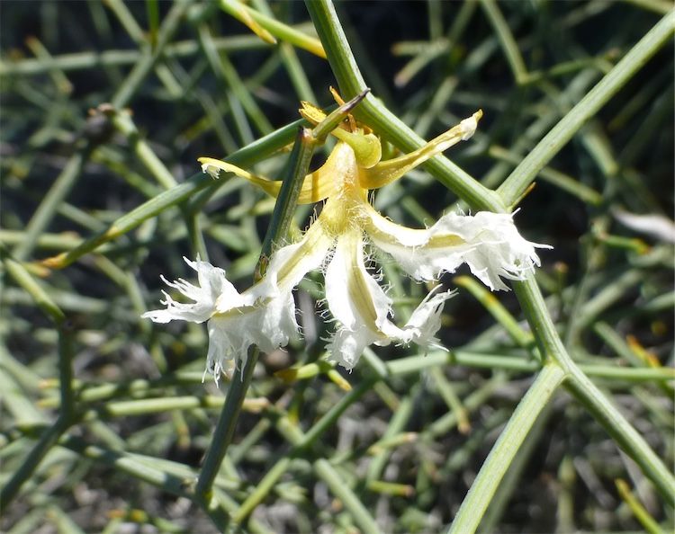 File:Lechenaultia divaricata.jpg