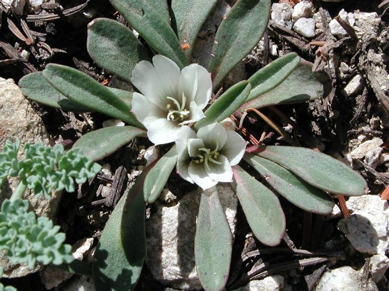 File:Lewisia sacajaweana 2.jpg