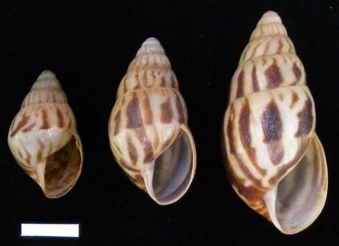 File:Limicolaria flammea shell.png