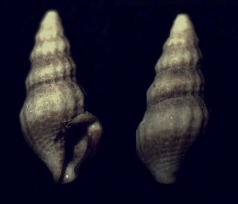 File:Nannodiella vespuciana 001.jpg