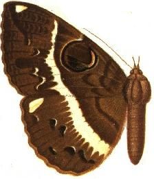 File:Nyctipao variegata female.JPG