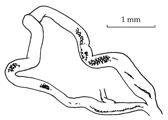 File:Oospira smithi reproductive system 2.png