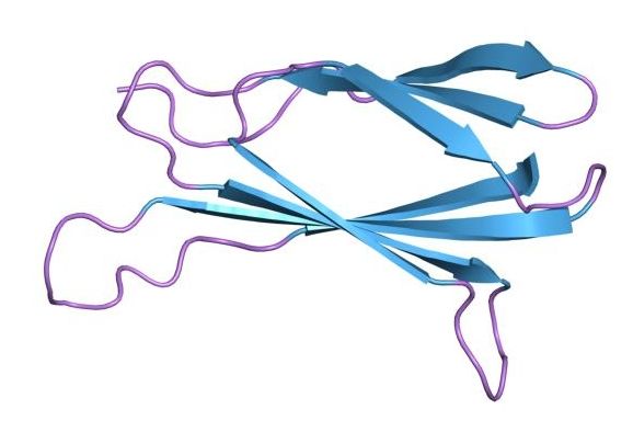 File:PDB 1ttg EBI.jpg