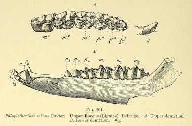 File:Paloplotherium Plagiolophus minor dentition.jpg