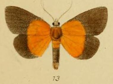 File:Pl.3-13-Hypena ducalis Schaus & Clements, 1893.JPG