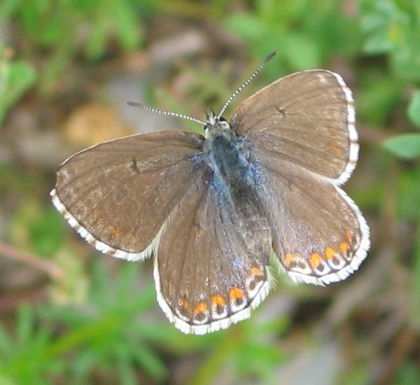 File:Polyommatus bellargus - Weibchen Oberseite.jpg