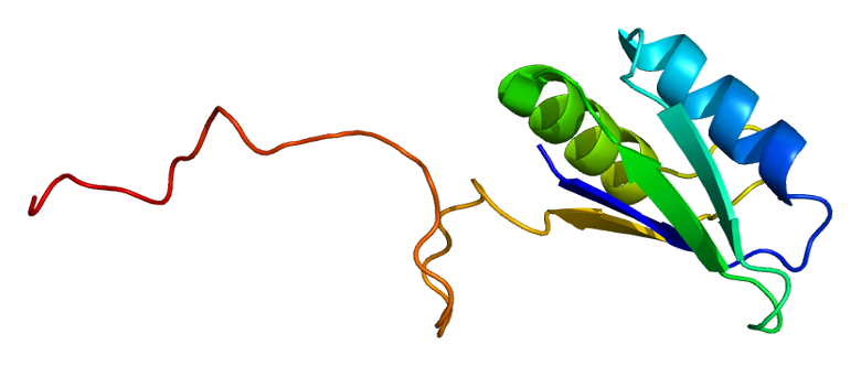 File:Protein SFRS7 PDB 2hvz.png