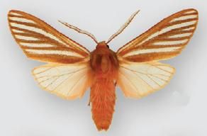 File:Pseudohemihyalea ambigua (male).JPG