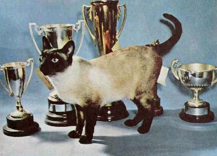 File:Siamese cat 1960.jpg