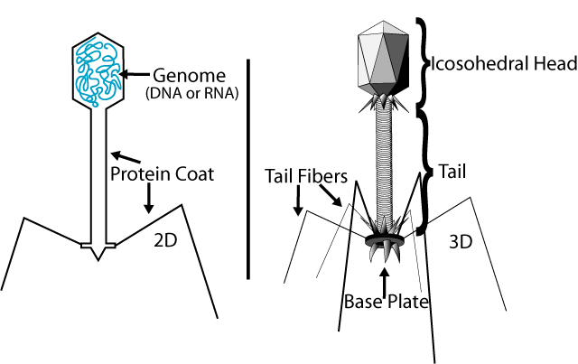 File:Tevenphage.png