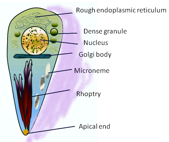 File:Toxplasma.png