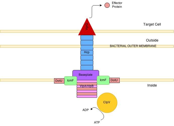 File:Untitled Diagram.jpg