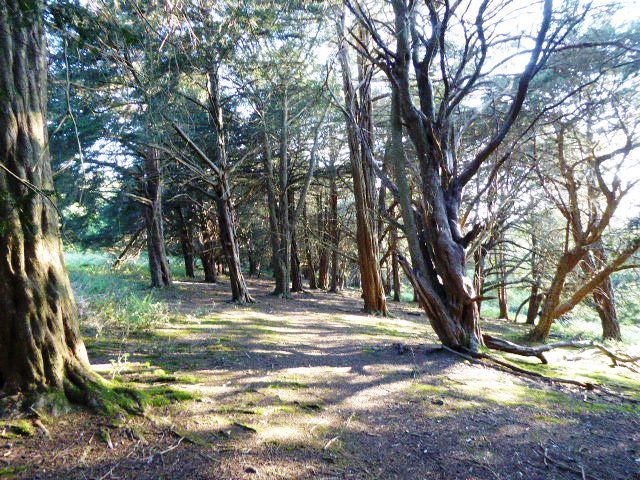 File:West Harting Down SSSI (3).jpg