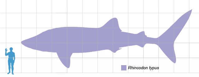 File:Whaleshark scale.jpg