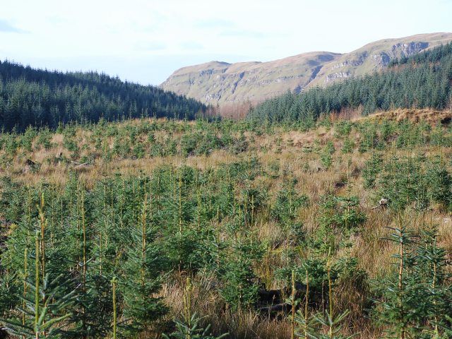 File:Young trees - geograph.org.uk - 1047366.jpg