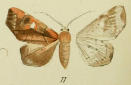 File:11-Episparis penetrata Walker, 1857 (Episparis sublibatrix).JPG