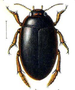 File:Agabus uliginosus01.jpg