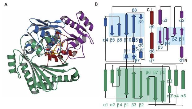 File:BBE-like enzyme structure.jpg