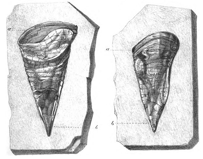 File:Belemnotheutis phragmocones.jpg