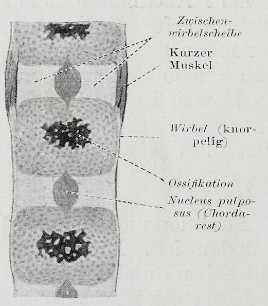 File:Braus 1921 7.png